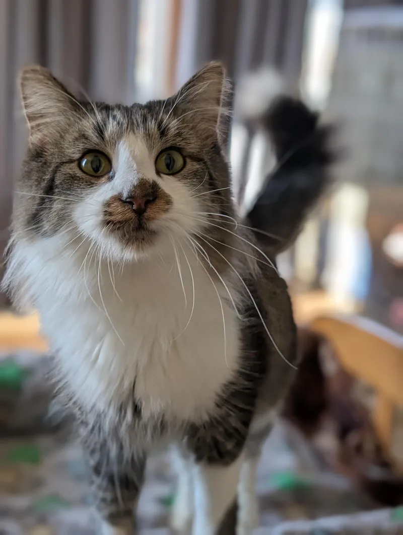 Valentino thumbnail 2