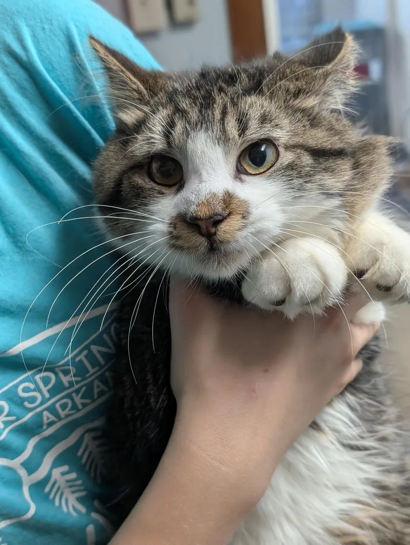 Valentino thumbnail 3