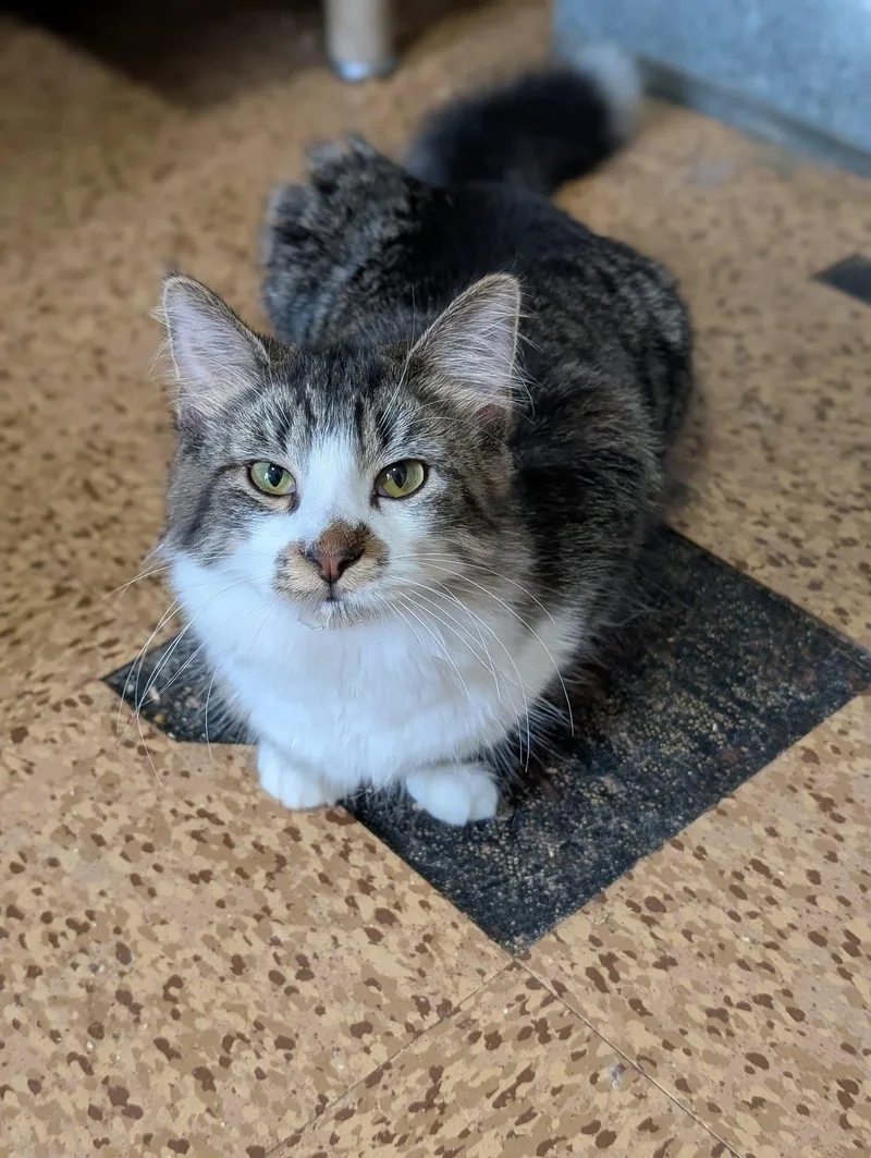 Valentino thumbnail 4