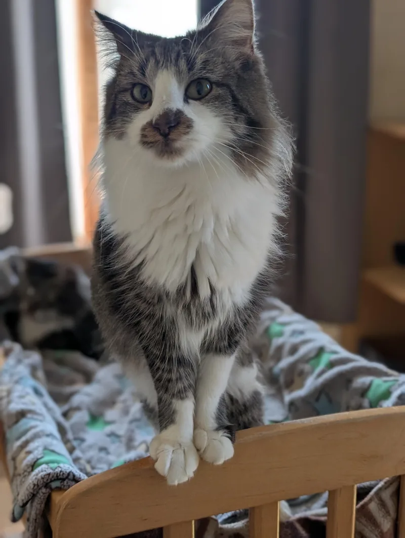 Valentino thumbnail 5