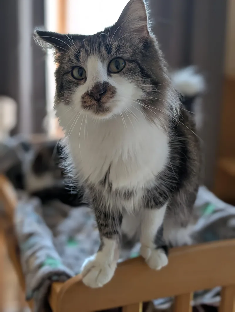 Valentino thumbnail 6