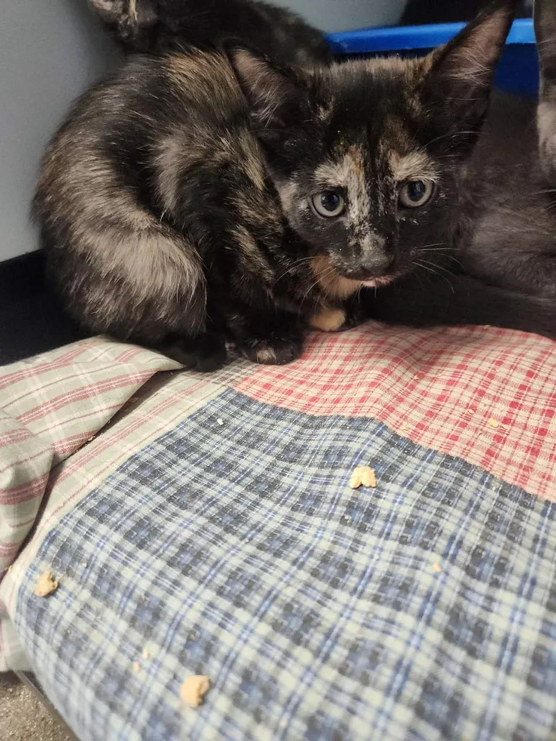 A young small-sized female Domestic Medium Hair cat named Cassie for adoption in Kingman, AZ