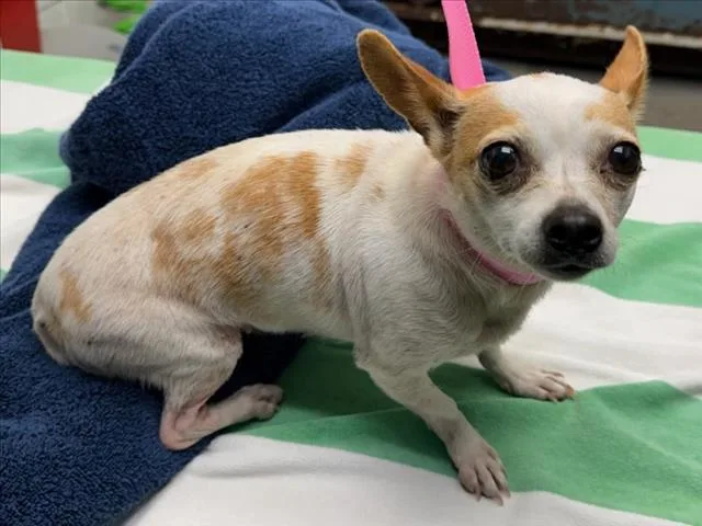 An adult small-sized female Chihuahua dog named Madonna for adoption in Woodland, CA