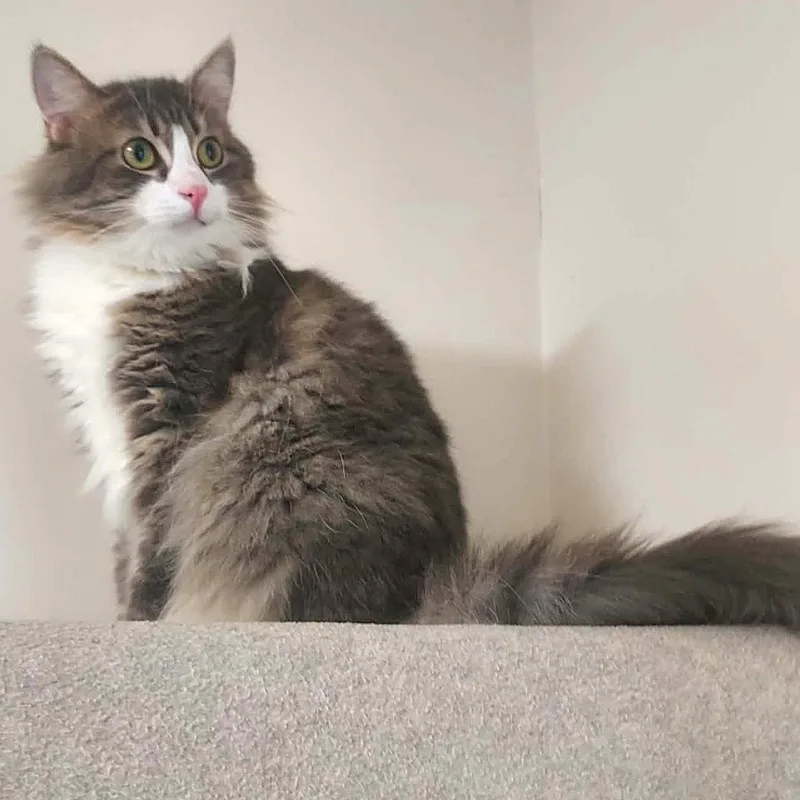 A young medium-sized male Domestic Long Hair cat named Seymore for adoption in Falls Creek, PA