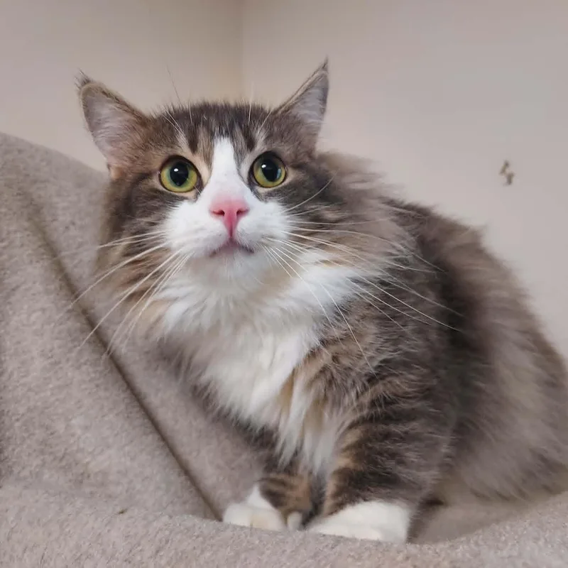 Seymore thumbnail 6