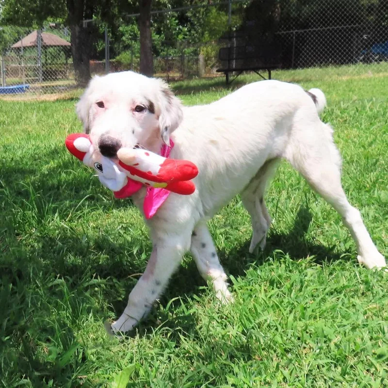 A young medium-sized female English Setter dog named Annie for adoption in Wadena, MN