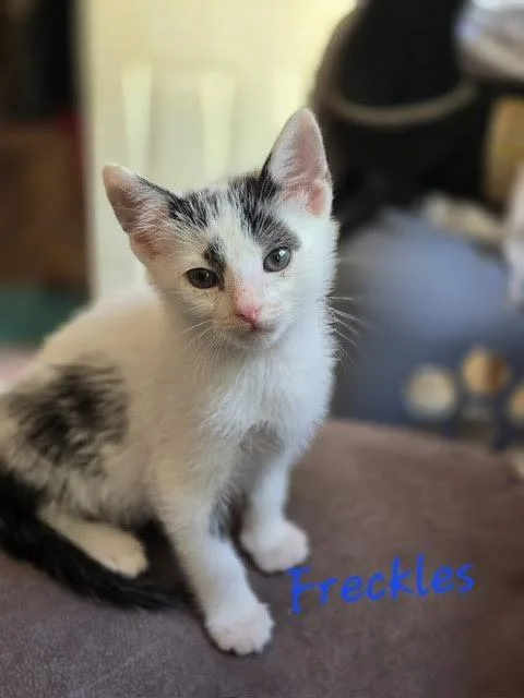 A baby medium-sized male Domestic Short Hair cat named Freckles for adoption in Madison, GA