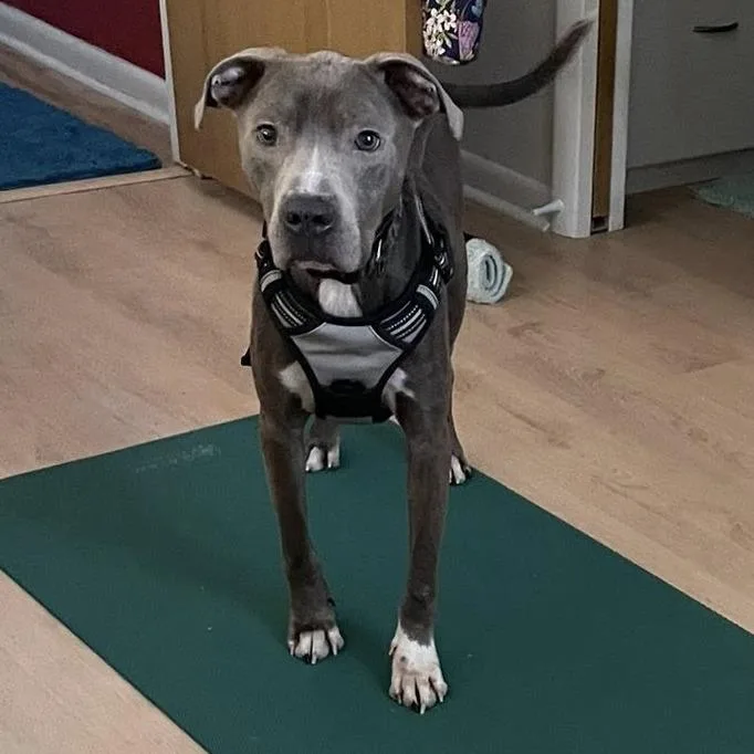 An adult medium-sized male Gray / Blue / Silver Mixed Breed dog named Stan Lee for adoption in Gainesville, FL
