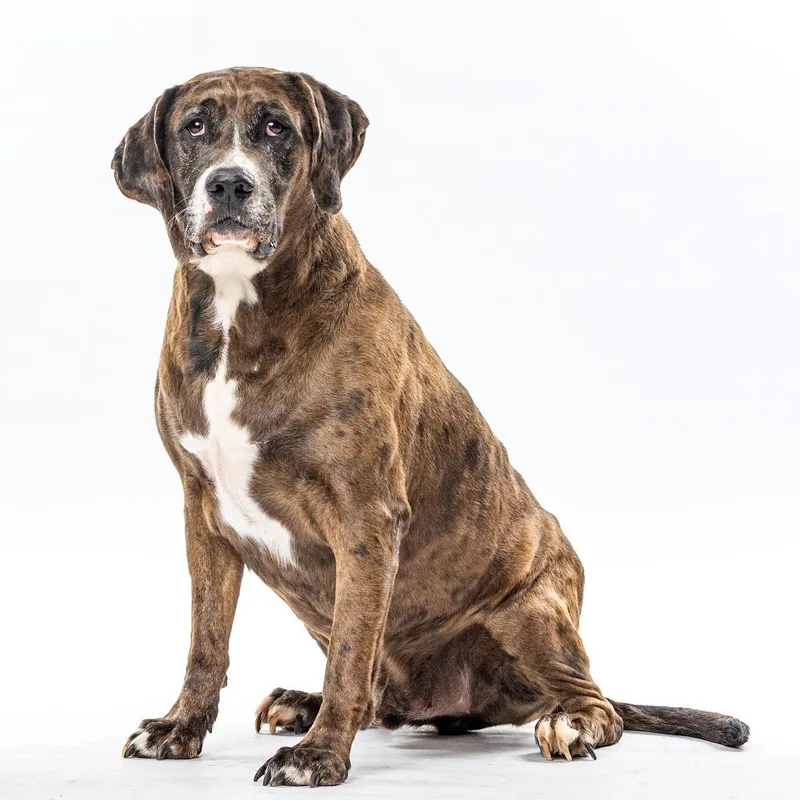 An adult extra large-sized male Brown / Chocolate American Staffordshire Terrier dog named Fred for adoption in Reno, NV