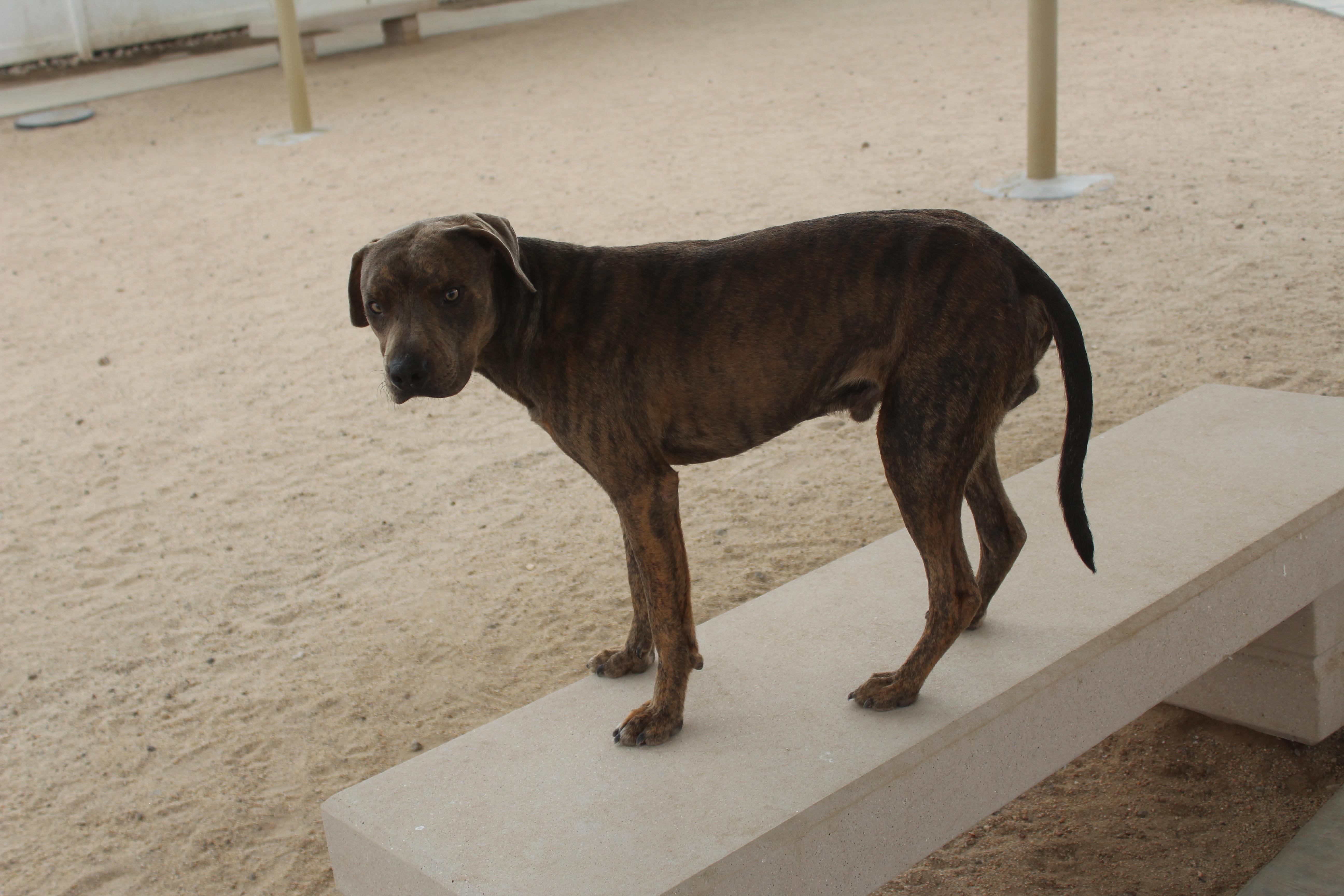 An adult medium-sized male Pit Bull Terrier dog named Frankenstein for adoption in Yucca Valley, CA