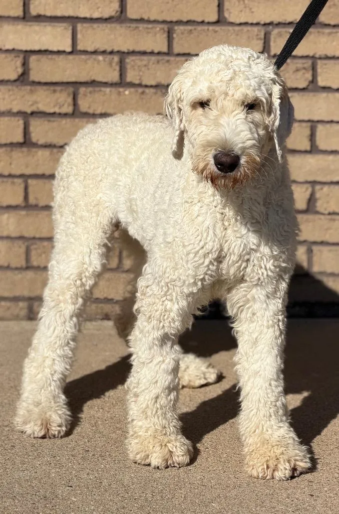 A young medium-sized female White / Cream Standard Poodle dog named Bri for adoption in Columbus, NE