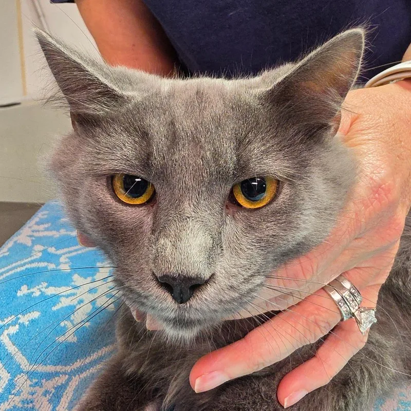 A baby medium-sized male Domestic Medium Hair cat named Styx for adoption in Leander, TX