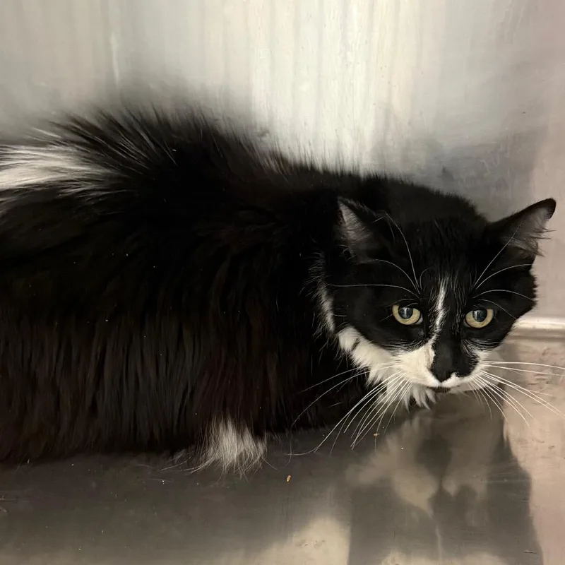 An adult medium-sized female Domestic Long Hair cat named Cookie for adoption in Mount Shasta, CA
