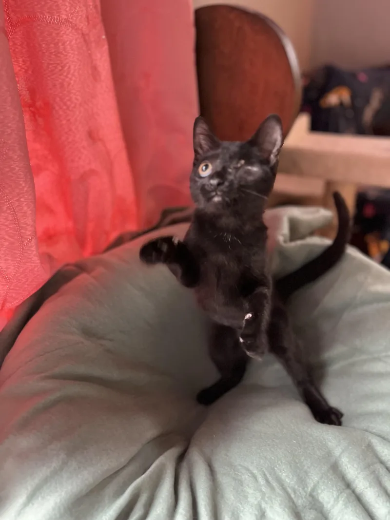 A baby medium-sized male Black Domestic Short Hair cat named Hobbes for adoption in Buffalo, NY