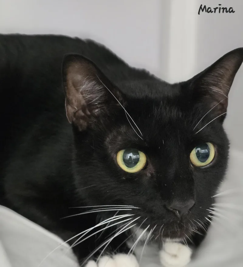 An adult medium-sized male Black & White / Tuxedo Domestic Short Hair cat named Marina for adoption in Key Largo, FL
