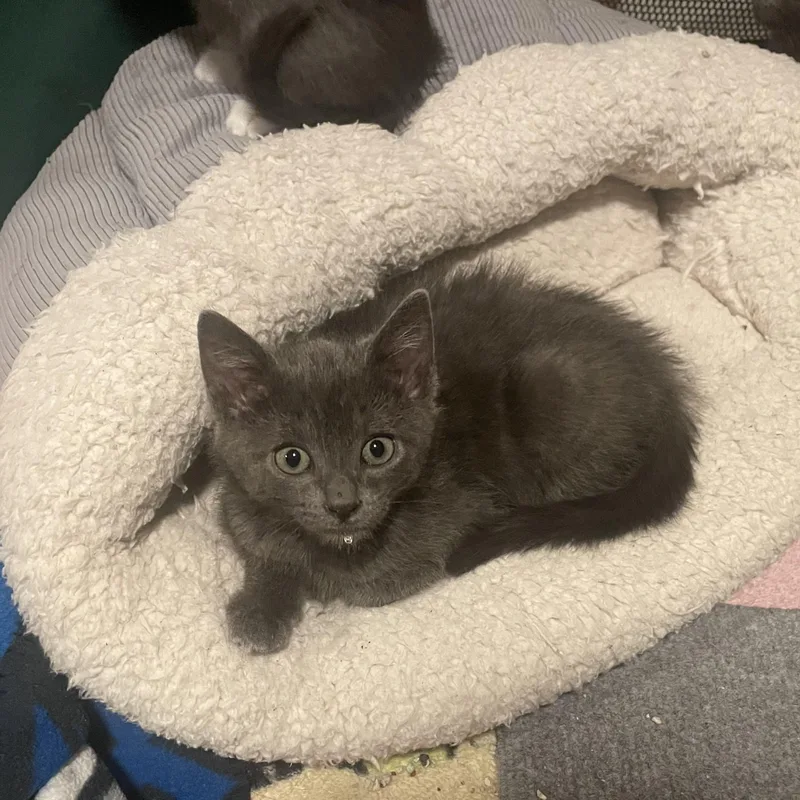 A baby small-sized female Gray / Blue / Silver Domestic Short Hair cat named Bindi for adoption in Turnersville, NJ