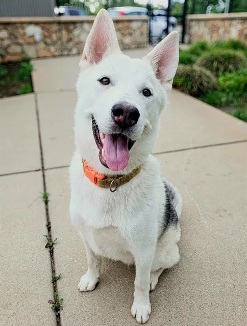 A young small-sized male Siberian Husky dog named Pop Rocks for adoption in Sacramento, CA