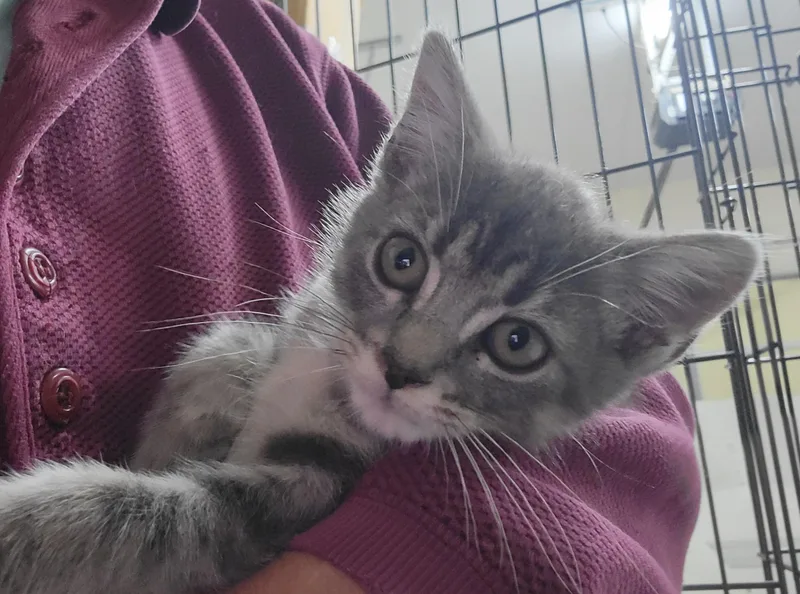 A baby medium-sized female Tabby (Gray / Blue / Silver) Domestic Short Hair cat named Celeste for adoption in Knoxville, TN