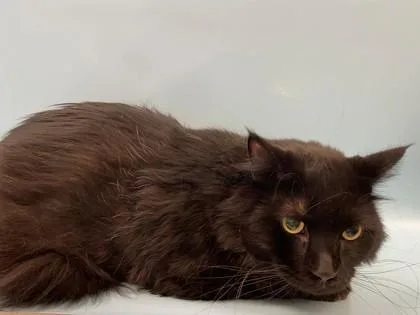 Maggie