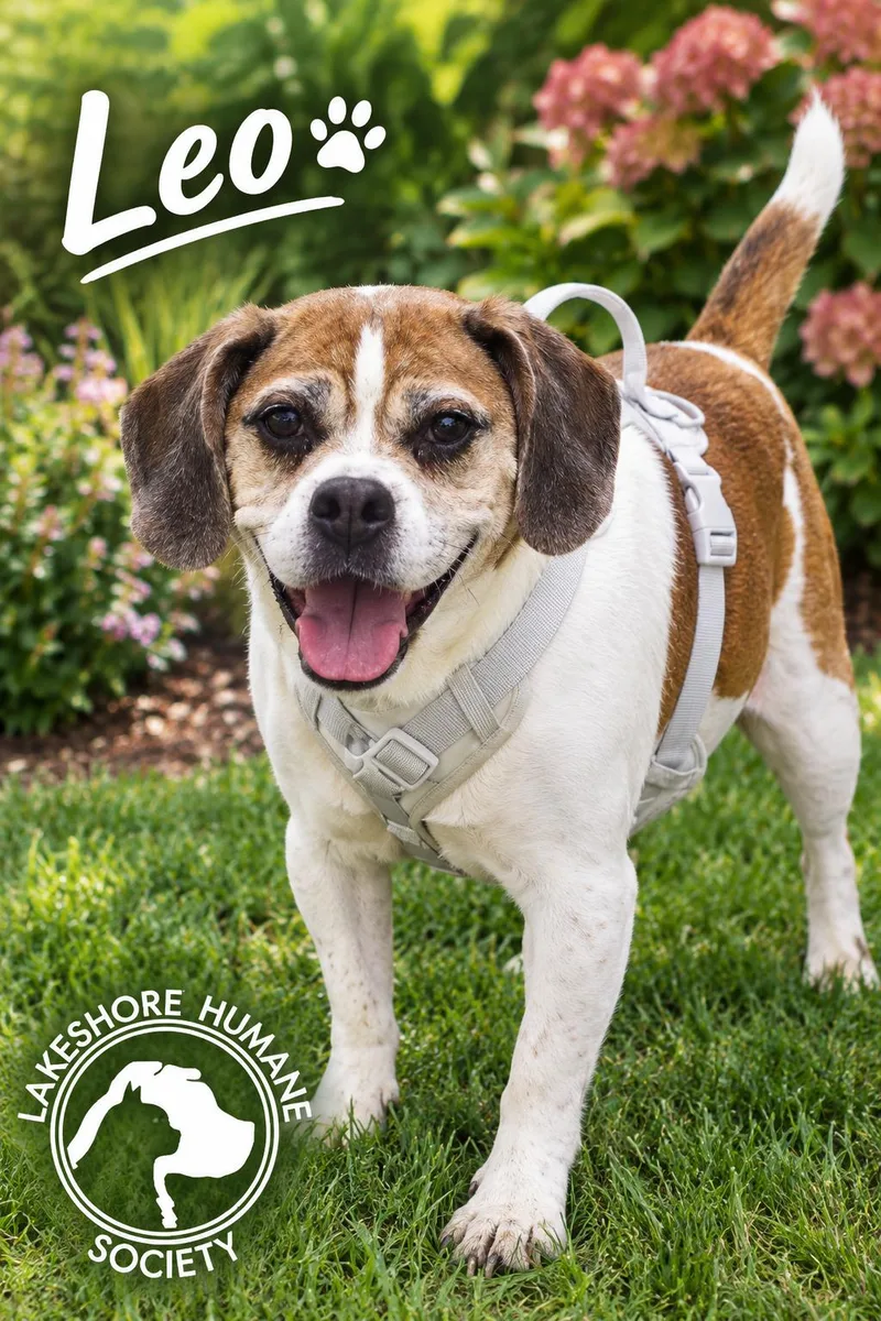 A senior large-sized male Beagle dog named Leo for adoption in Dunkirk, NY