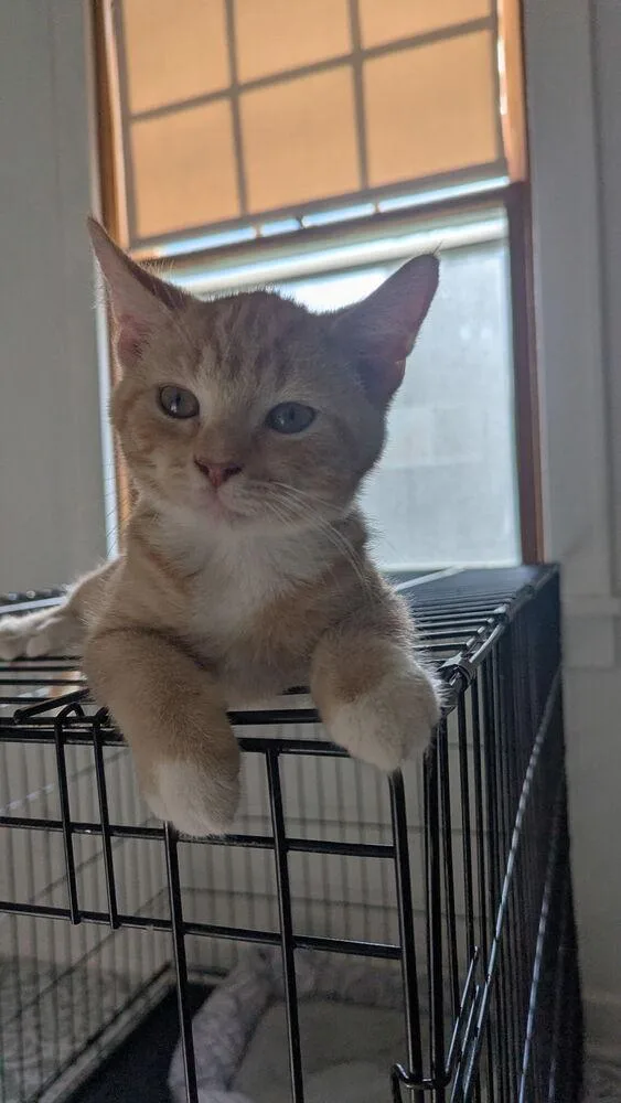 A baby small-sized male Tabby (Orange / Red) Domestic Short Hair cat named Jason for adoption in Bellevue, NE