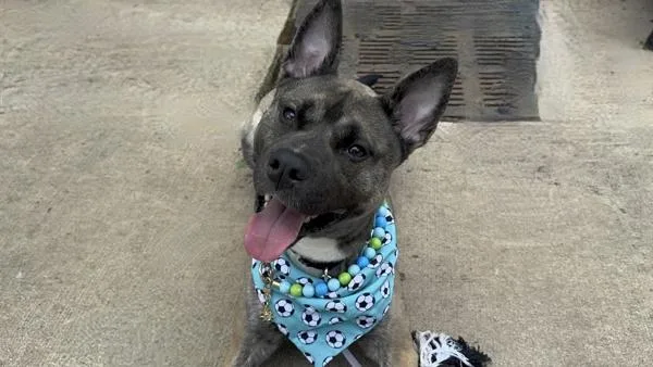 A young large-sized male Mixed Breed dog named Aries for adoption in Staten Island, NY