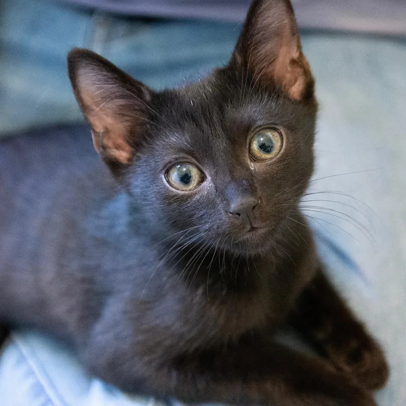 A baby small-sized male Black Domestic Short Hair cat named Indy for adoption in Huntsville, AL