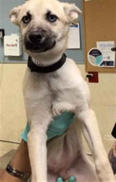 A baby small-sized female Siberian Husky dog named A for adoption in Riverside, CA