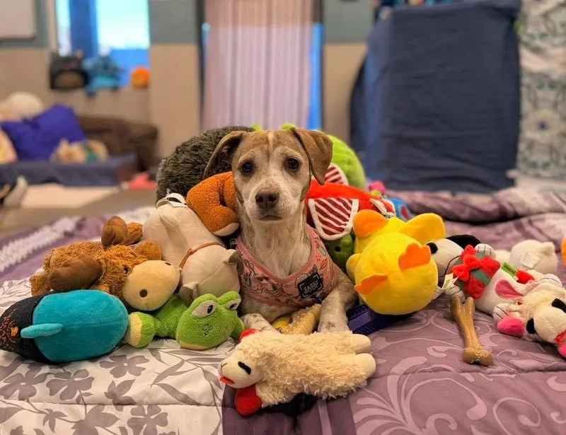 A senior small-sized female Brindle Mixed Breed dog named Diamond for adoption in Mount Juliet, TN