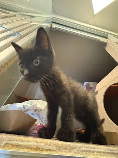 Binx thumbnail 2