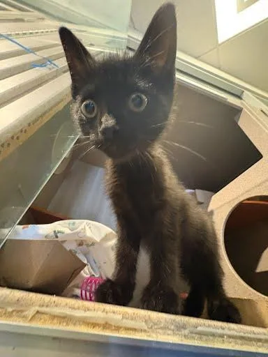 Binx thumbnail 3