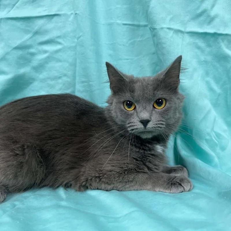 A young medium-sized female Gray / Blue / Silver Domestic Medium Hair cat named Cressida for adoption in Lyndhurst, VA