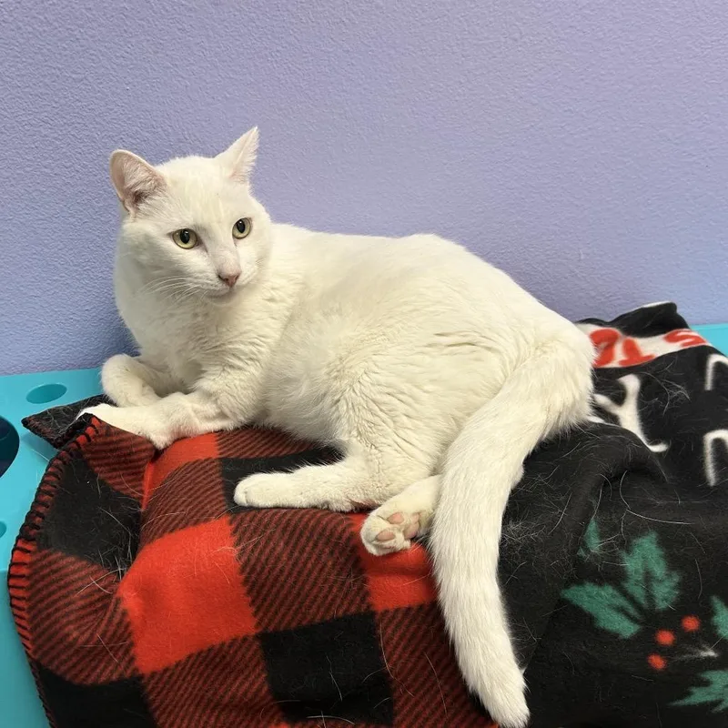 An adult large-sized male White Domestic Short Hair cat named Boo for adoption in Henderson, NV