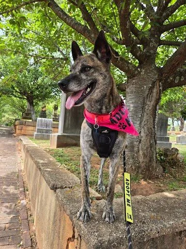 An adult medium-sized female Shepherd dog named Prissy for adoption in Atlanta, GA