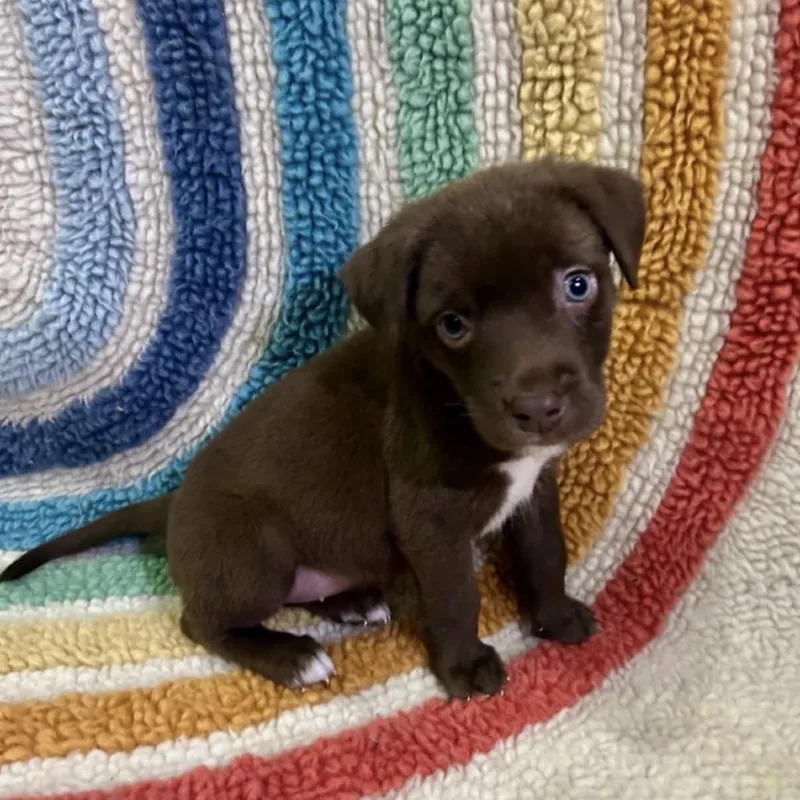 A baby medium-sized female Labrador Retriever dog named Lilo for adoption in Los Angeles, CA