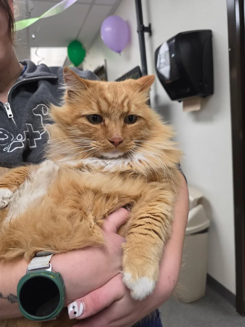 An adult large-sized female Orange & White Domestic Long Hair cat named 61978354 for adoption in Elko, NV