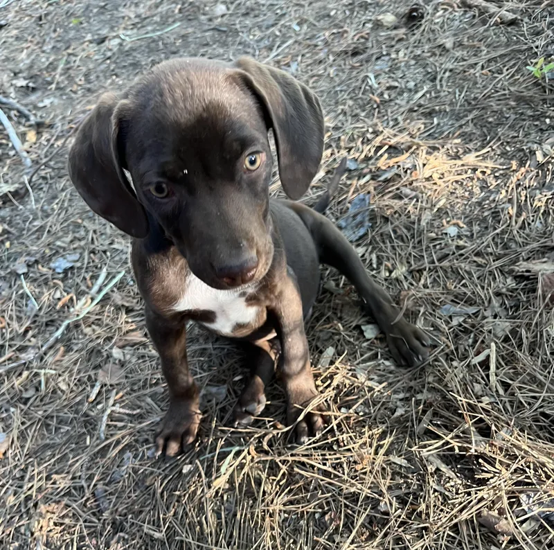 A baby medium-sized male White / Cream German Shorthaired Pointer dog named River for adoption in Rock Hill, SC