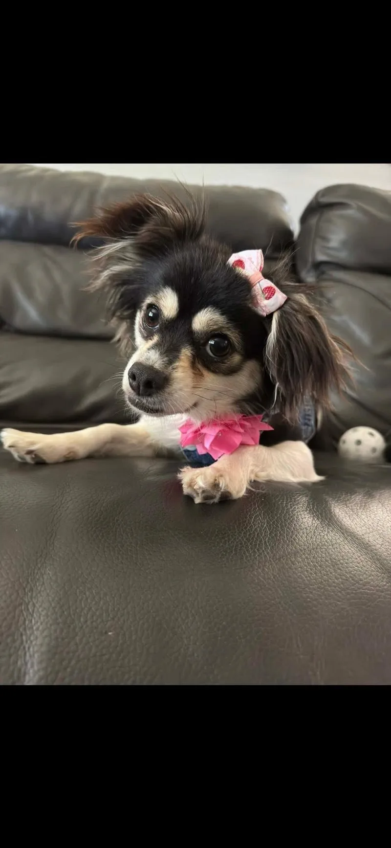 An adult small-sized female Chihuahua dog named Popeye And French Fry for adoption in Redding, CA
