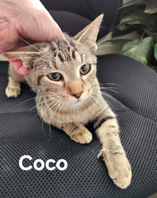 A baby medium-sized female Domestic Short Hair cat named Coco for adoption in Zimmerman, MN