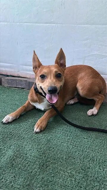 A young medium-sized male Chihuahua dog named Freddy for adoption in Baldwin Park, CA