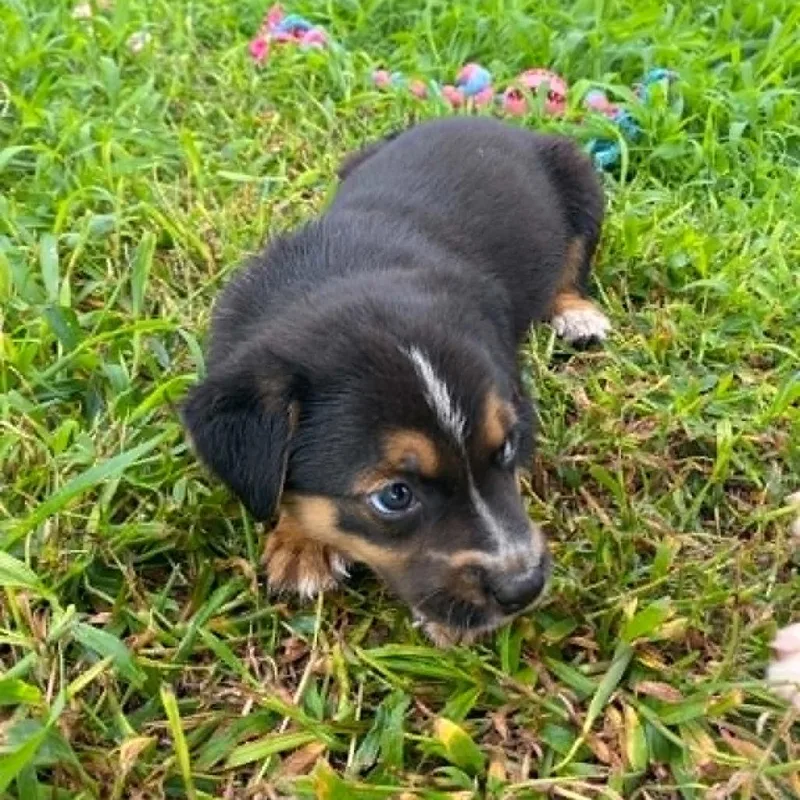 A baby small-sized male Black Mixed Breed dog named Trent for adoption in Stilwell, OK
