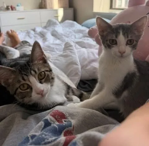 A baby medium-sized female Tabby (Gray / Blue / Silver) Tabby cat named Monica & Rachel for adoption in Orland Park, IL
