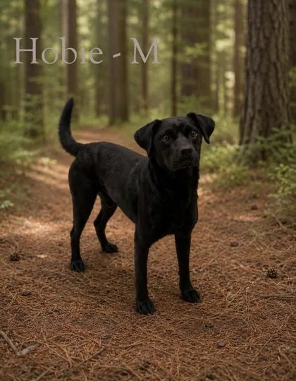 An adult small-sized male Mixed Breed dog named Hobie for adoption in Guntersville, AL