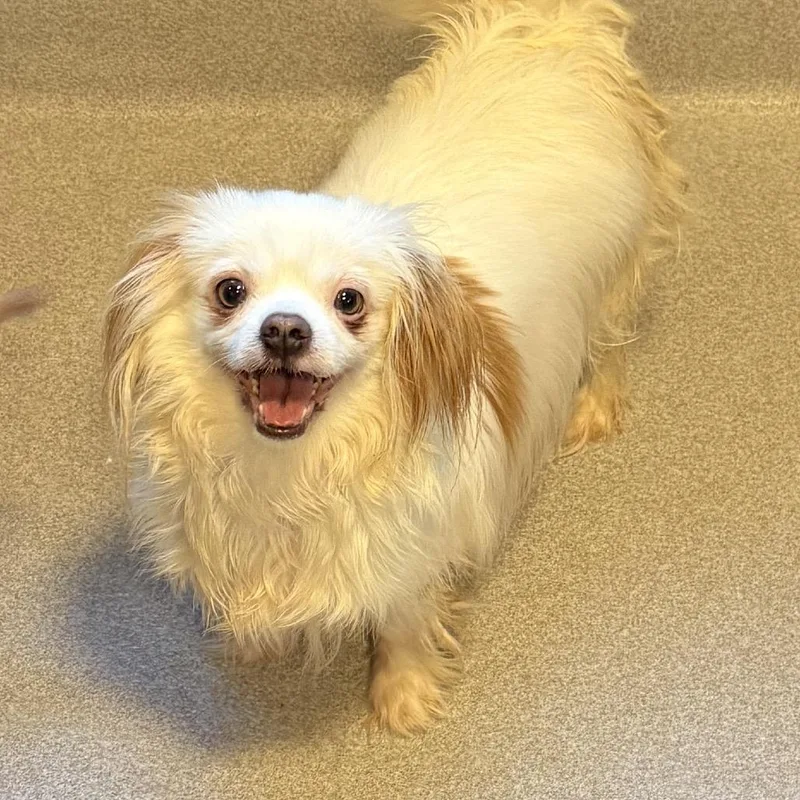 A senior small-sized female Cocker Spaniel dog named Ella for adoption in Cumming, GA