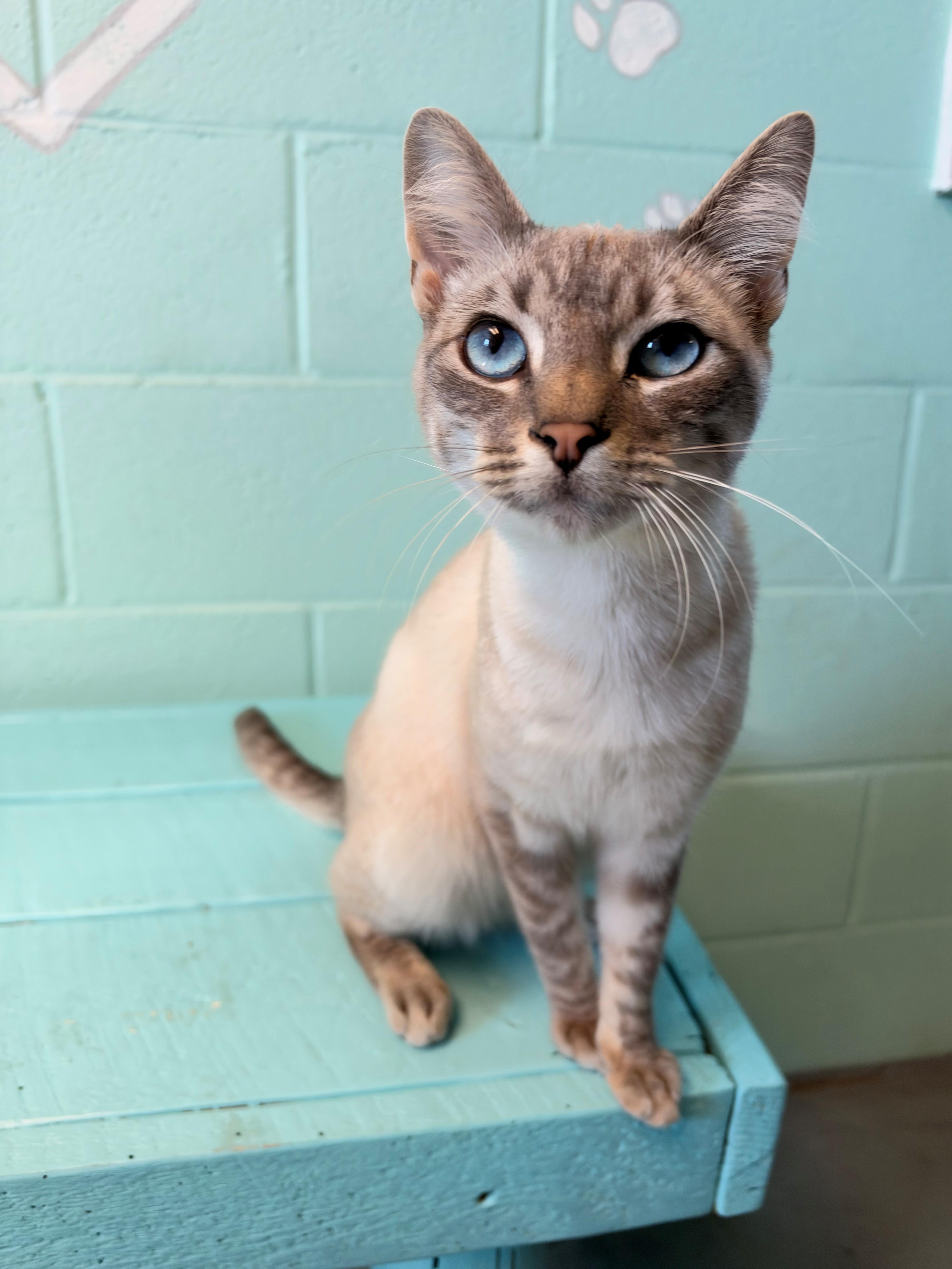 A young medium-sized male Domestic Short Hair cat named Venusaur for adoption in Havelock, NC