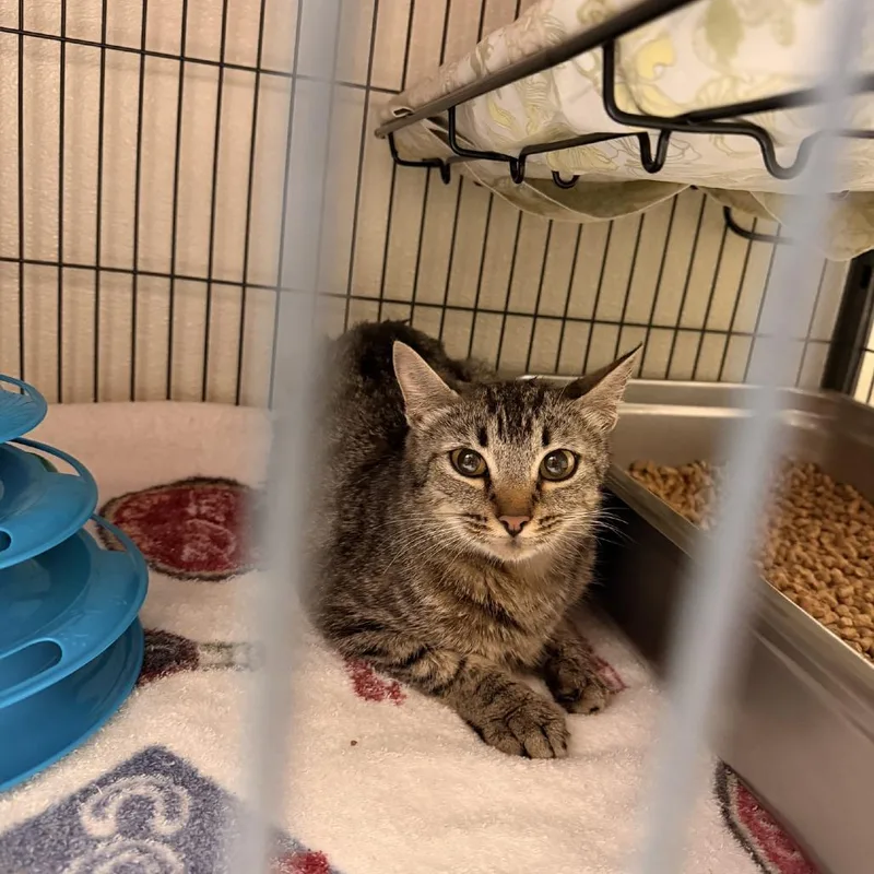 A young small-sized female Brown / Chocolate Domestic Short Hair cat named Maple for adoption in Columbus, NC