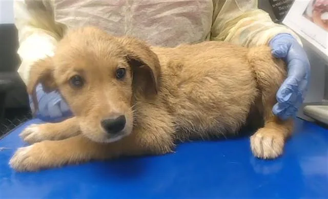 A baby large-sized female Golden Retriever dog named Goldfish for adoption in Phoenix, AZ