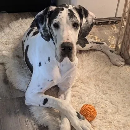 An adult extra large-sized female Harlequin Great Dane dog named Caroline for adoption in Philadelphia, PA