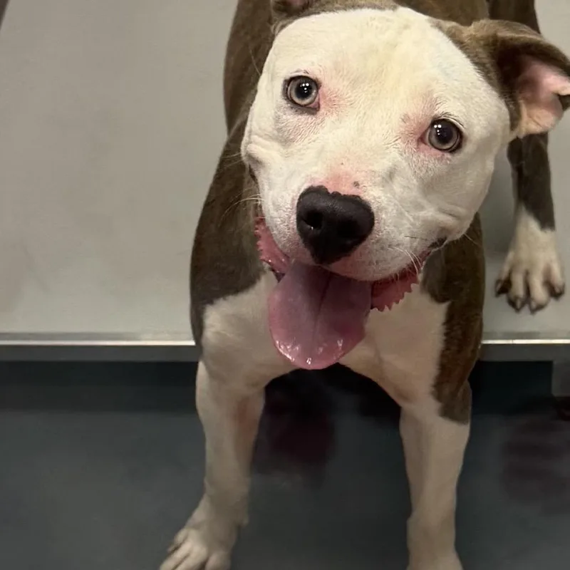 A young medium-sized female Brown / Chocolate Mixed Breed dog named Nayeli for adoption in Allentown, PA