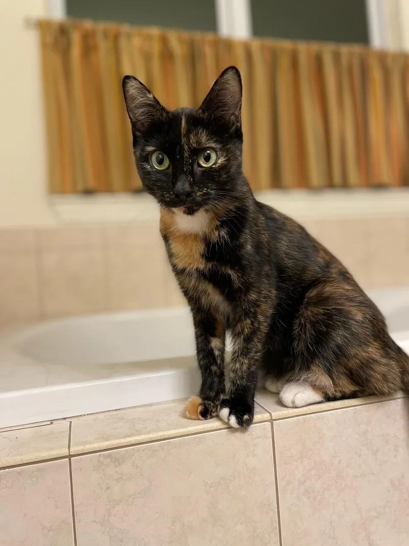 An adult medium-sized female Calico cat named Orchid for adoption in Howell, MI